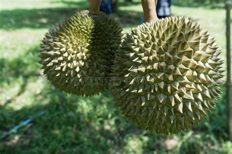 Durian The King Of Fruits Stock Image Image Of Season 92169091