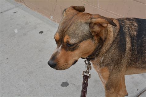 Fotos Gratis Vertebrado Raza Canina Terrier Refugio De Animales
