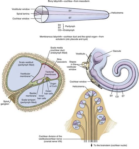 Diagram A Diagram Of A Cochlea Spiral Organ Region Of Mydiagramonline