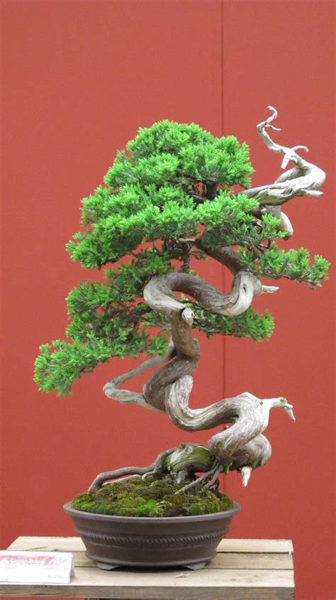 Worlds Most Beautiful Bonsai Trees Bonsai Tree Bonsai Bonsai Art