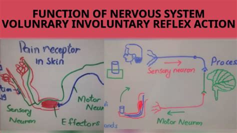 8th Science Chp1 Working Of Nervous Systemvoluntary Involuntary And
