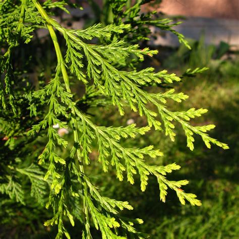 Gold Leylandii Fast Growing Evergreen Conifer Hedging