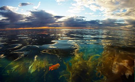 Roark Gourley Underwater Sunset