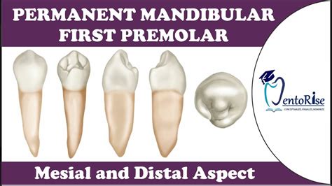 Permanent Mandibular First Premolar Mesial And Distal Aspect Tooth