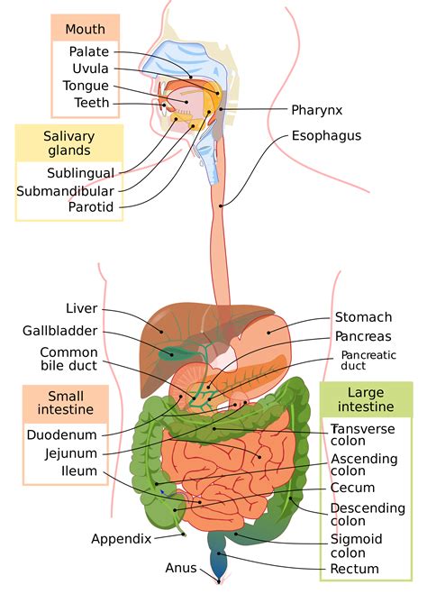 digestive system diagram - 100 More Photos | Digestive system diagram, Human digestive system ...