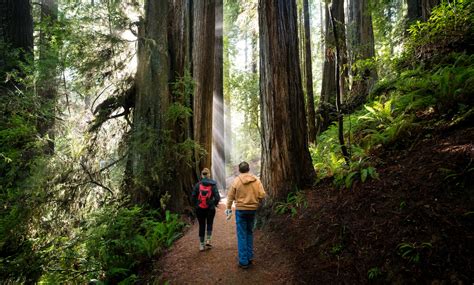 Redwood National And State Parks With Map Images And Things To Do