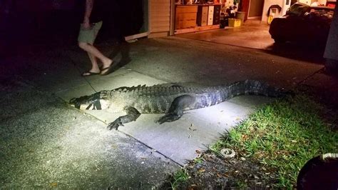 11 Foot Alligator Breaks Into Florida Home