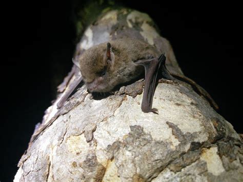 Bats The Sentinels Of The Night Go Enviro