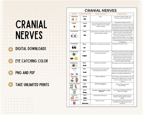 Cranial Nerves Cranial Nerves Sheet 12 Cranial Nerves Nursing Cheat