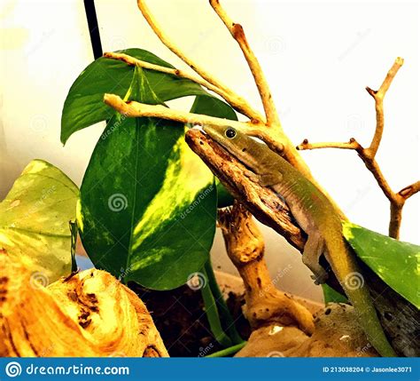 Day Gecko Stock Photo Image Of Gecko Creature Terrarium 213038204