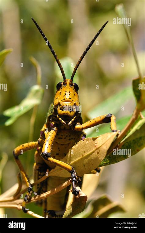 Locust Stock Photo Alamy