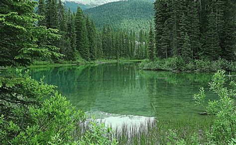 Photo Canada Emerald Lake Nature Forest