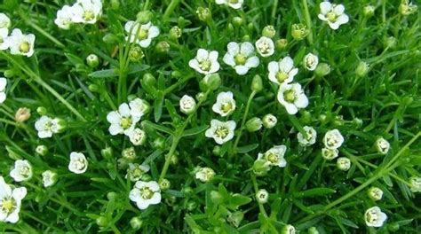 Pearlwort In Your Lawn How To Remove It And Prevent It From Returning