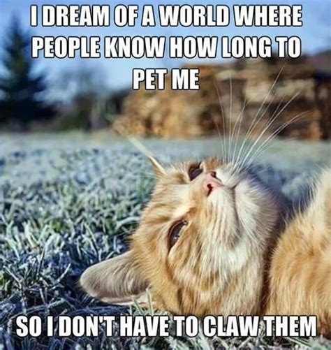 Purrfectly Funny Cats Memes To Brighten Your Caturday Funny Cat