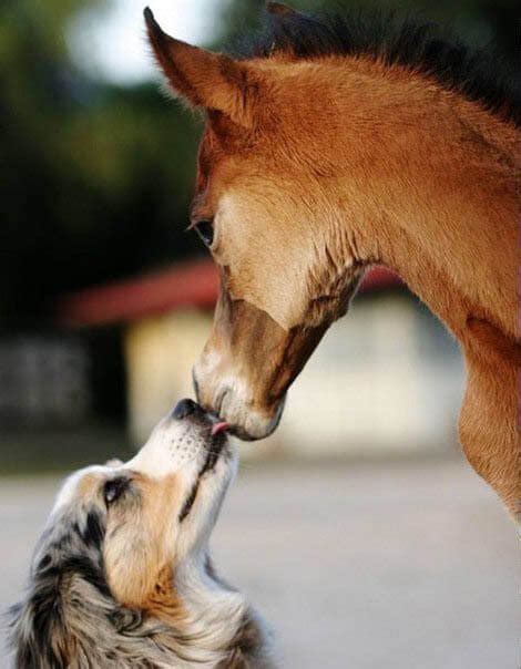 dog breeds  horses   introduce  dog  horse safe relationships friendship