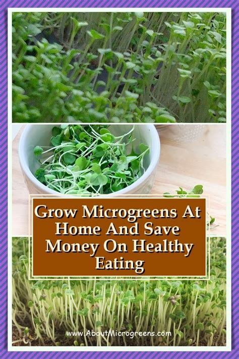 How To Grow Microgreens Indoors Without Toxic Plastic Growing