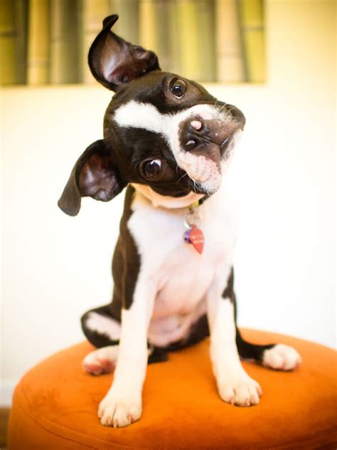 37 Getting Boston Terrier Ears To Stand Up Pic Bleumoonproductions