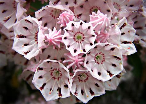 Pink Flowered Mountain Laurel Photograph By William Tanneberger Fine