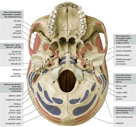 Muscle Attachments Of Skull Base Of Skull Norma Basalis Skull
