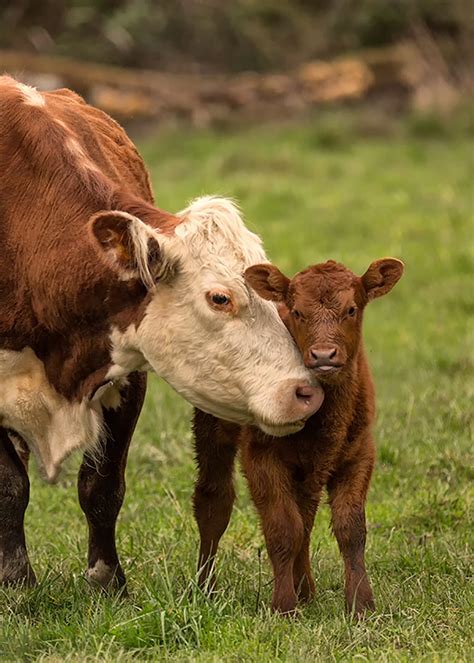 Cow And Calf