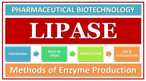 Lipase Enzyme Its Function And Role Production Using Microbes