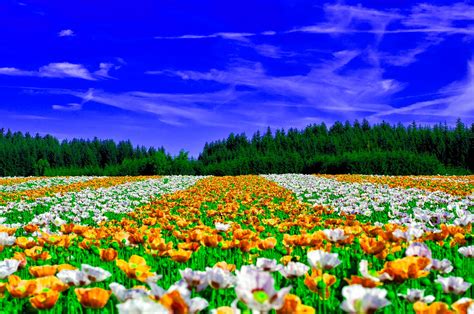 Natura Câmp Flori Imagine Gratuită Pe Pixabay