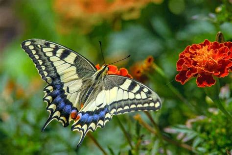 13 Different Types Of Butterflies Nayturr