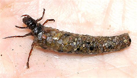 Caddisfly Larva In Case With Mica Bugguidenet