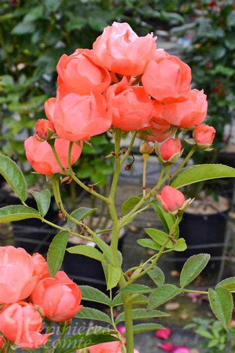 Et si cette année, on fêtait les papas. ROSIER Fête des Pères - Pépinière Lecomte