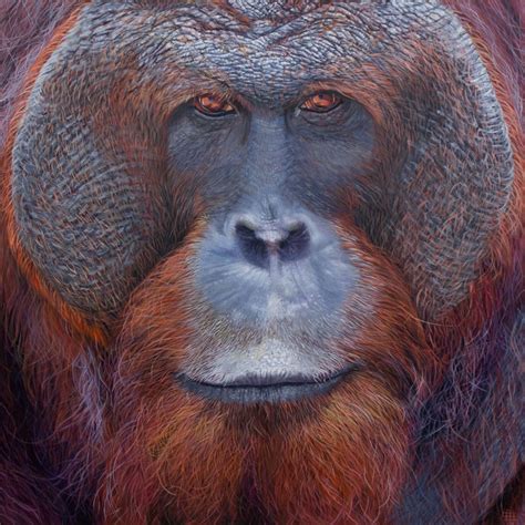 Orangutan Adult Male Nayartist