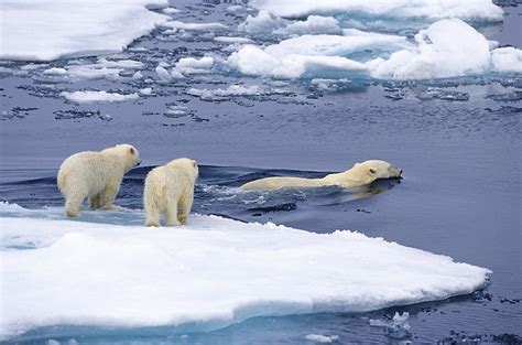 Why Oceans Matter To Polar Bears Polar Bears