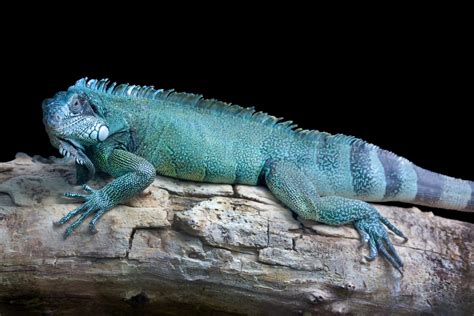 this-is-why-you-need-to-go-on-a-blue-iguana-safari-tour-the
