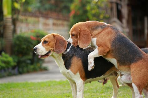 Two Purebred Beagle Dog Making Love And Sex Stock Image