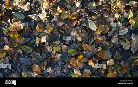 Brown And Yellow Autumn Dead Leaves On The Forest Floor Stock Photo Alamy