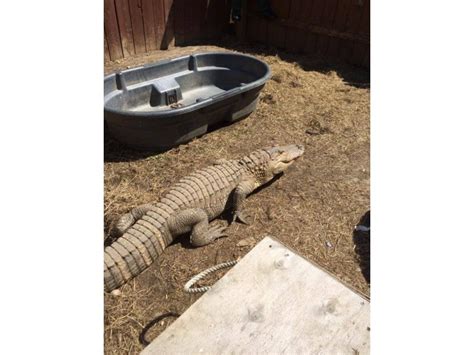 6 Foot Alligator Removed From Long Island Home Spca Patch