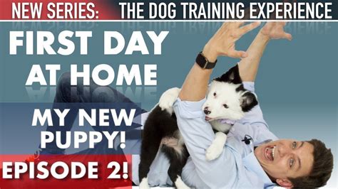 Puppy or beginner class, intermediate class and advanced class. My New Puppy: The First Day Home! (NEW SERIES: The Dog ...