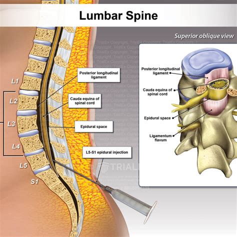 Lumbar Spine Anatomy Batmansouth