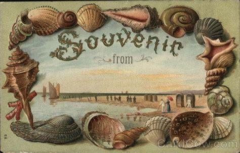 Souvenir Beach Scene Shells Seashells Postcard