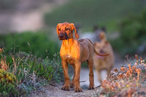 My Alice 3 Monts Rhodesian Ridgeback