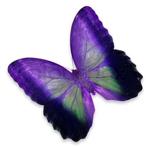 Purple Butterfly Stock Image Colourbox