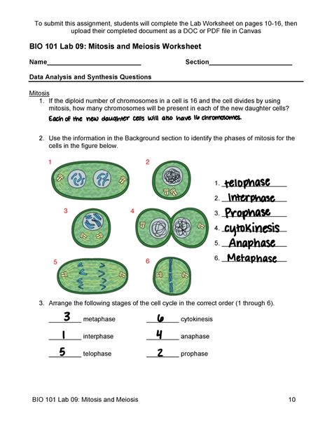 Bio Lab 09 Mitosis And Meiosis Upload Their Completed Document As A