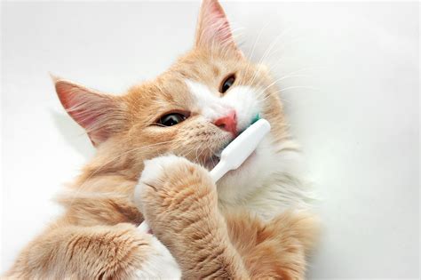 You must get your cat accustomed to brushing when she is very young so that dental hygiene will be once your cat becomes comfortable with this procedure, advance to brushing her front teeth with your finger and then moving on to using the cat toothbrush. Pet Dental Month Facts: Did You Know? | Lincolnshire ...