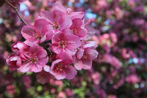 Pink Blossom Plumb Tree Free Stock Photo Public Domain Pictures