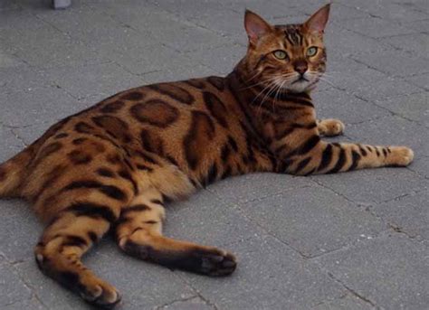 The bengal is also recognized by the american cat fanciers association, the canadian cat association and the united feline organization. Beautiful Belgian Cat Named Thor Stirs The Internet ...