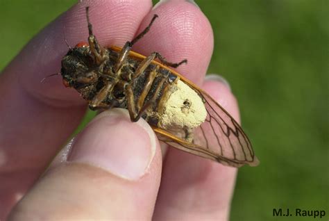 An Std In Cicada Land Has Cicadas Behaving Strangely Magicicada Spp