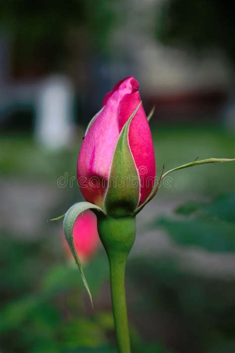 Pink Rose Bud Stock Photo Image Of Flora Romance Nature 94368890