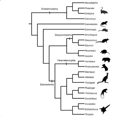 Phylogeny Of Main Species Discussed In The Text Representatives Of