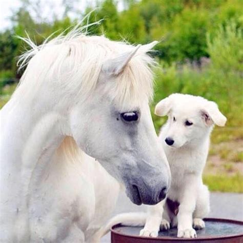 105 Horses Are Amazing Photos Horses Horses And Dogs Beautiful