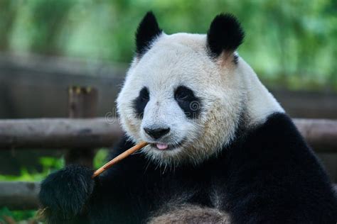 Giant Panda Bear Sichuan China Stock Photo Image Of Mammals Reserve