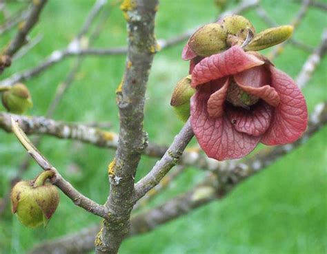 Pawpaw Flower Flickr Photo Sharing